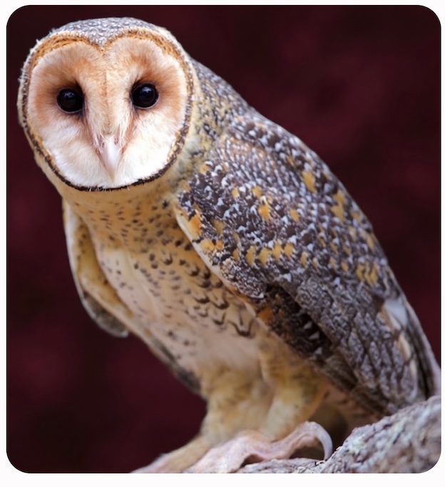 Aussie owl